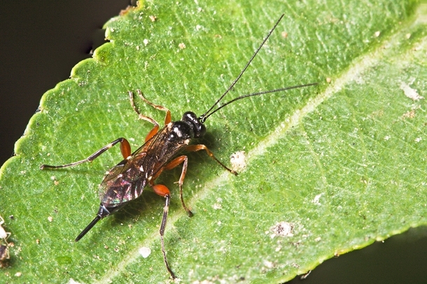 Ichneumonidae maltese